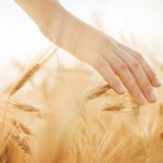 Hand in wheat field