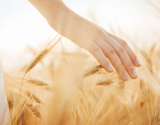 Hand in wheat field